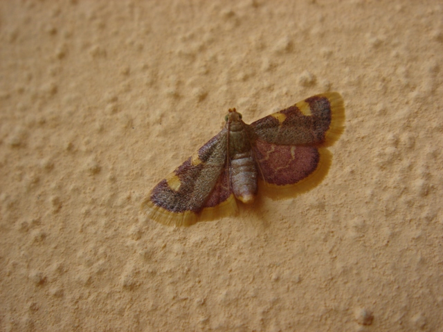Pyralidae 3